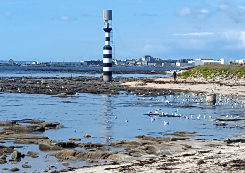 © EB : Estran de Kérity Penmac'h et ses oiseaux du littoral