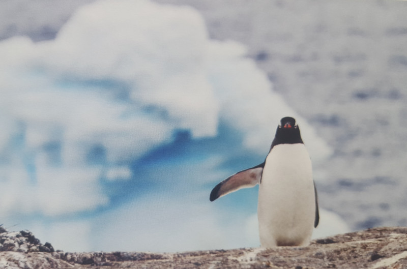 © Élise Le Boursicaud : Manchot d'Antarctique.